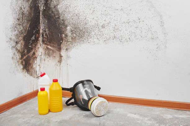 Best Localized Mold Remediation (e.g., coastal areas, humid climates) in Ravensworth, VA