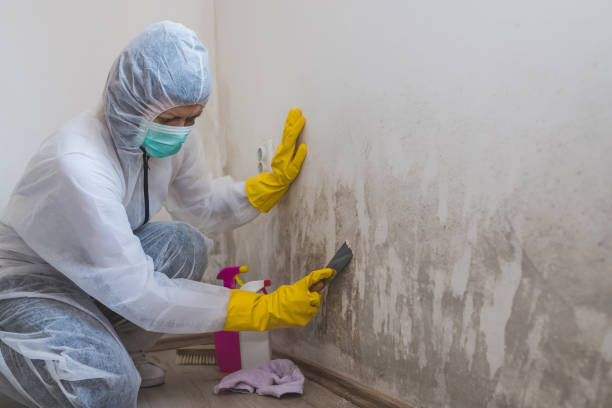 Best Bathroom Mold Remediation in Ravensworth, VA