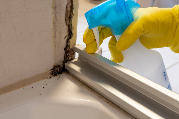 Best Insurance-Related Mold Remediation in Ravensworth, VA
